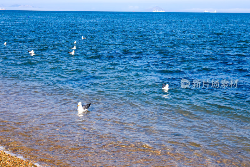 海上戏水的海鸥