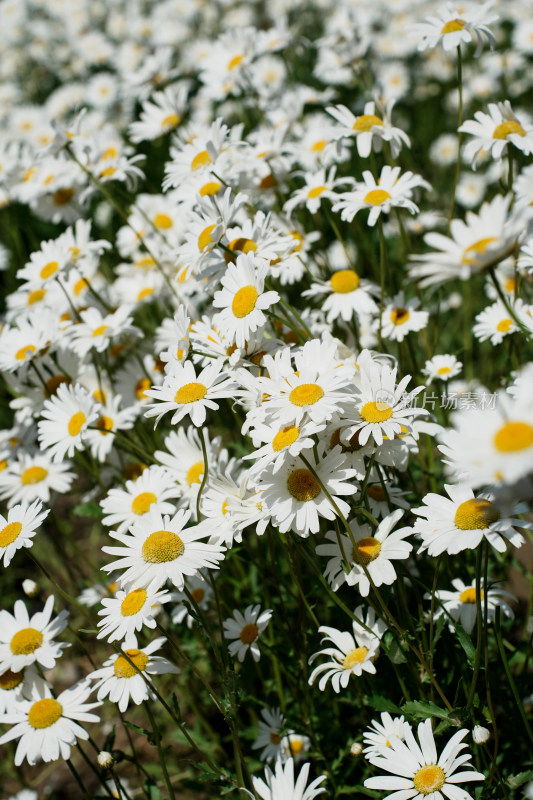 北京北坞公园雏菊