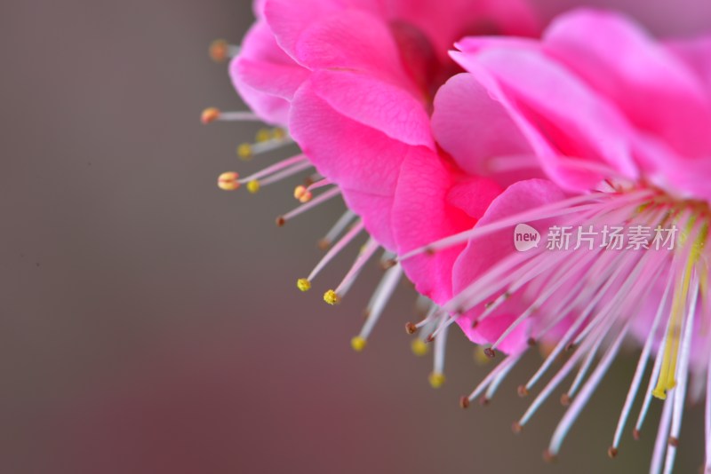 粉色花卉梅花特写