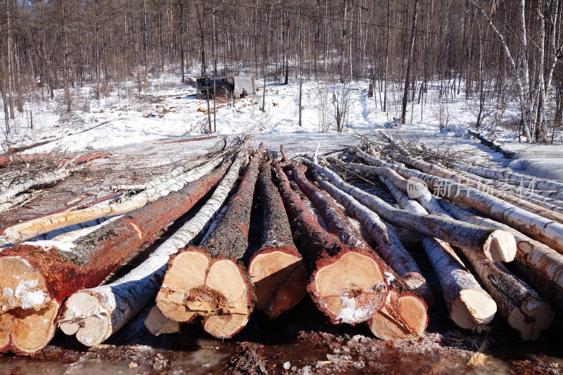 大兴安岭装车场伐下的原条（整颗大树）