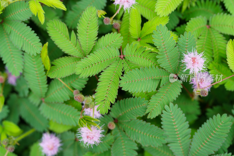 粉色含羞草花朵特写的自然景象