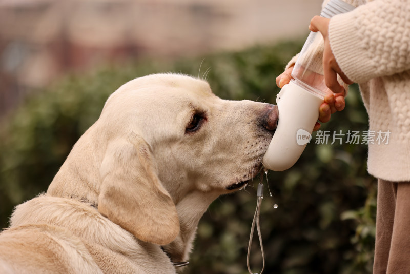 宠物主人给拉布拉多寻回犬喂水喝