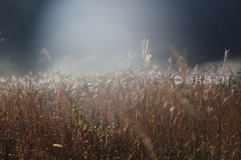 晨曦中的芒草草地唯美晨雾