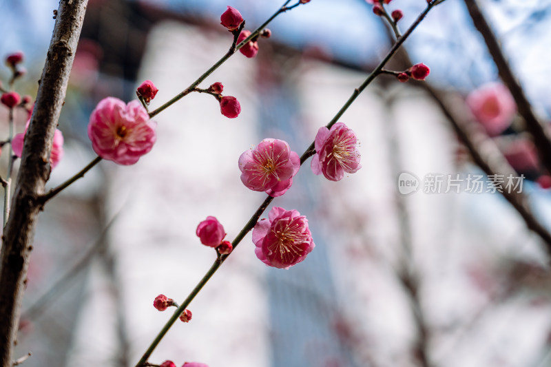 西溪湿地盛开的梅花