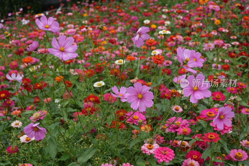 百日菊花海及特写