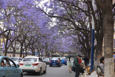 昆明蓝花楹 教场中路