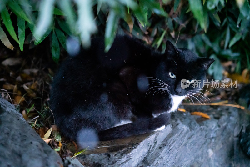 雪天路边的黑猫