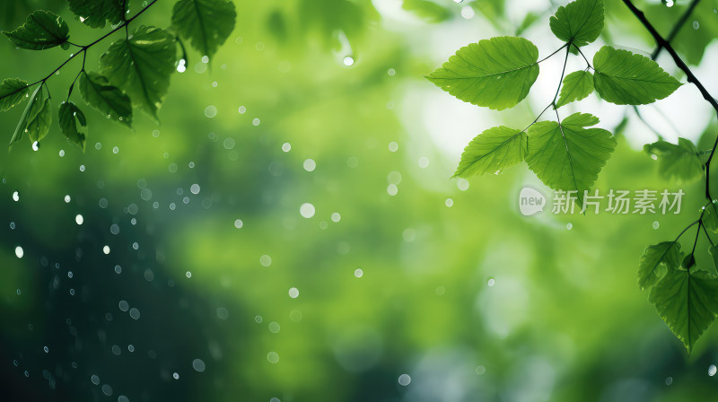 阳光树叶雨水植物呼吸清新自然