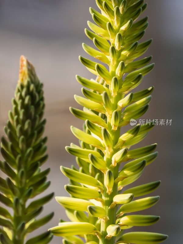 芦荟花，特写