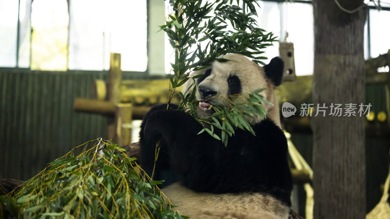 熊猫进食竹叶的可爱模样