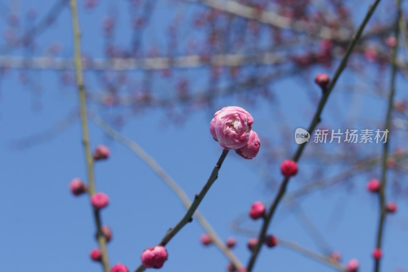 梅花 腊梅 红梅花