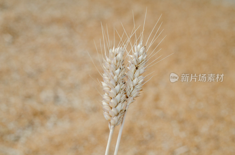芒种时节的金色麦穗，背景是一堆麦粒