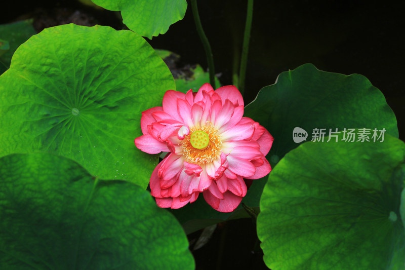 雨后清新的荷花