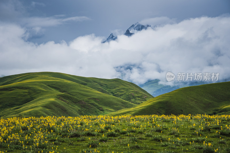 川西高原山脉盛开花海草原风光