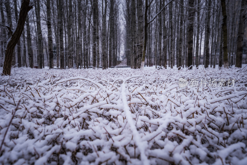 下雪了城市公园自然风景