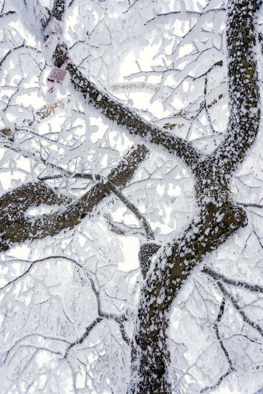 冬季大雪树木雾凇雪挂