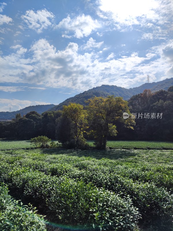 杭州云栖竹径茶园