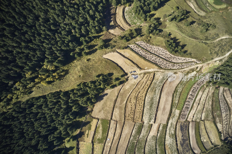 高山上的梯田