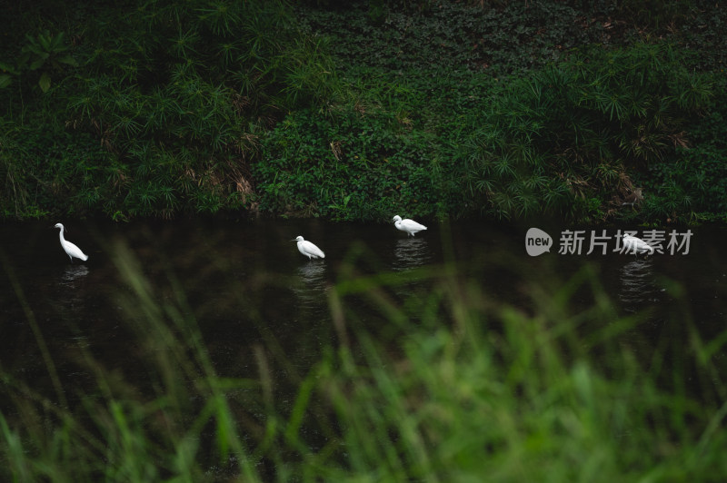 几只白鹭驻足在水中