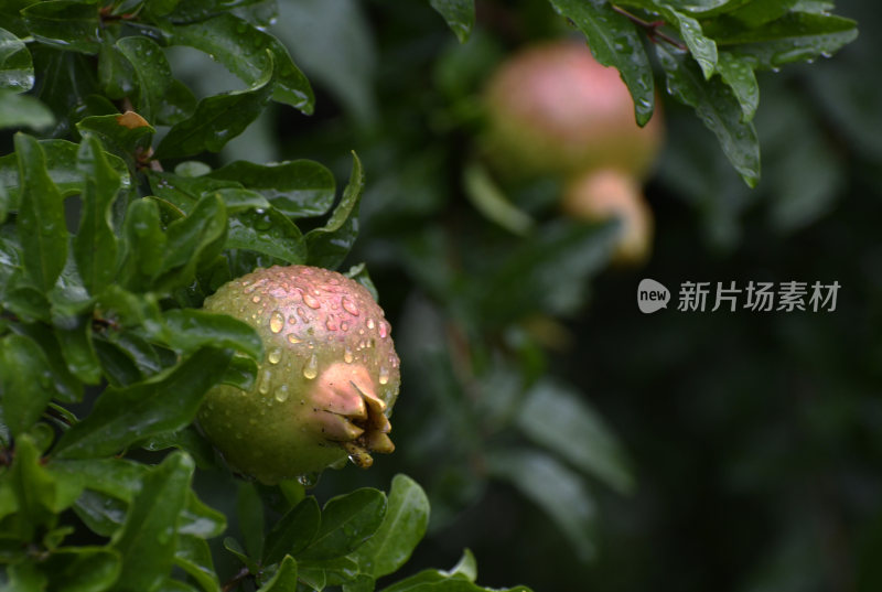 山东枣庄冠世榴园挂满雨珠的石榴幼果