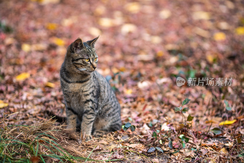 上海秋霞圃园林景观与猫