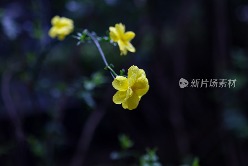 迎春花 春天 小黄花