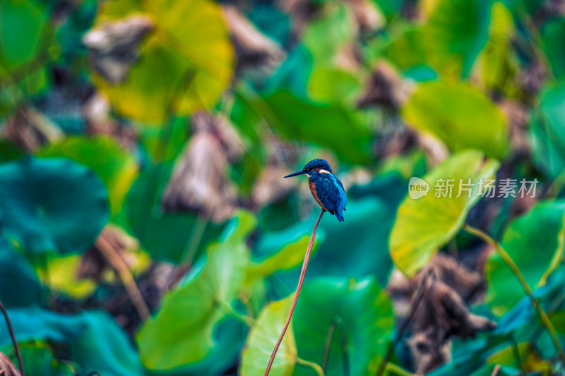 荷花池塘里的小鸟