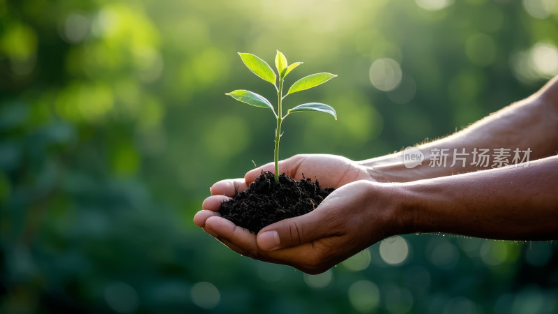 植树节双手捧幼苗环保公益爱护地球背景