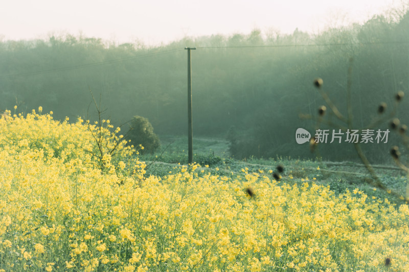 阳光下大片黄色油菜花田的清新自然景象