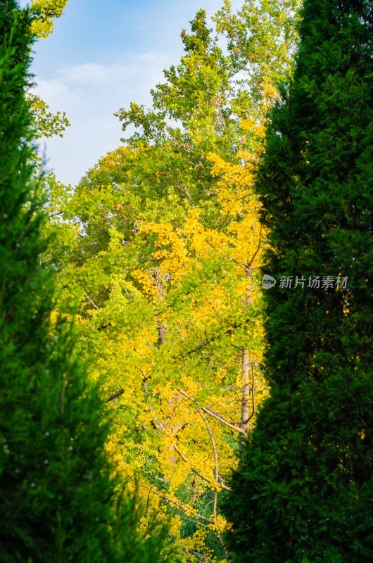 洛阳白马寺秋天的银杏树