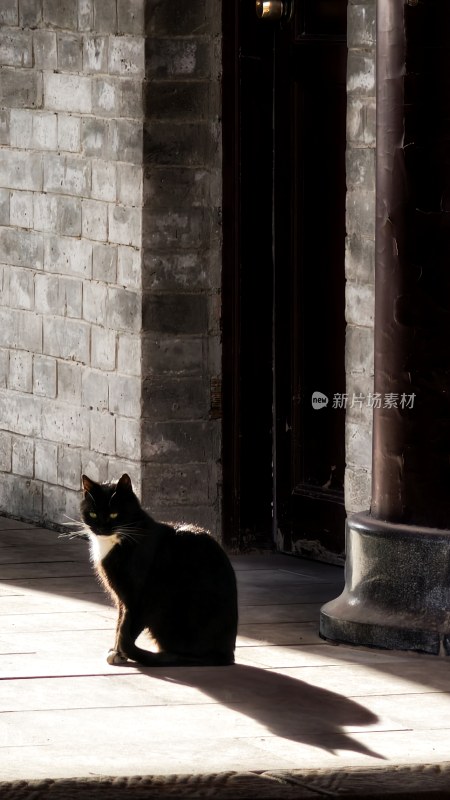 砖瓦房旁的黑猫剪影