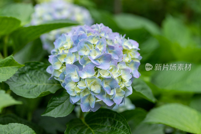 绣球花、花朵