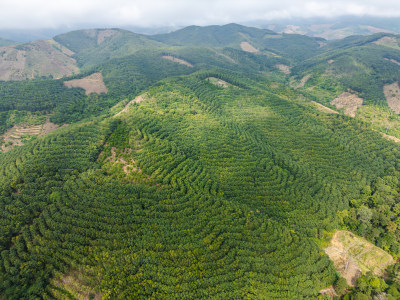 航拍绿意盎然的广袤山林自然景观