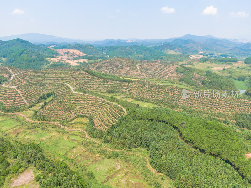 丘陵地貌金黄稻田农业种植航拍摄影图