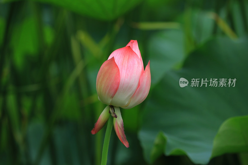 含苞待放的荷花花骨朵