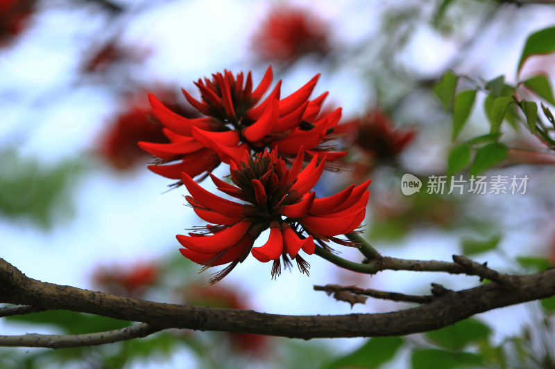 春天红色的龙牙花龙爪花开