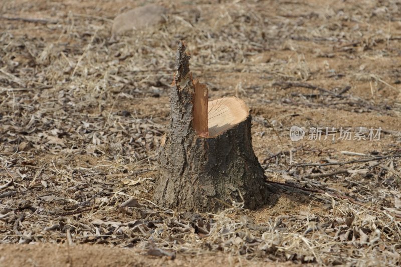 地面上的树桩特写