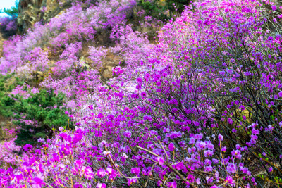 青岛大珠山杜鹃花风光