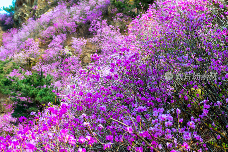 青岛大珠山杜鹃花风光