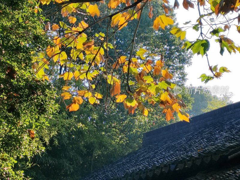 屋顶上方枝叶泛黄的树木秋景