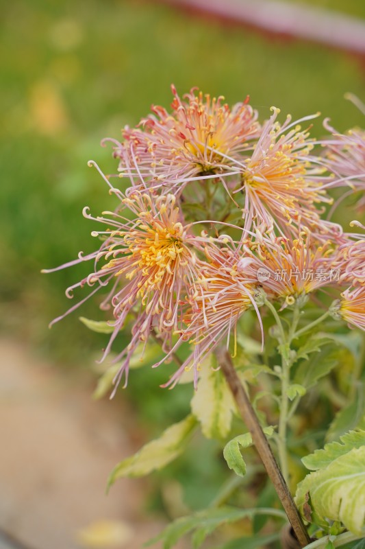 菊花素材