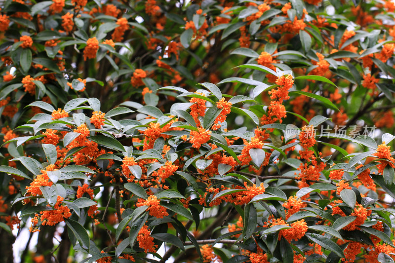 丹桂花枝背景实拍素材