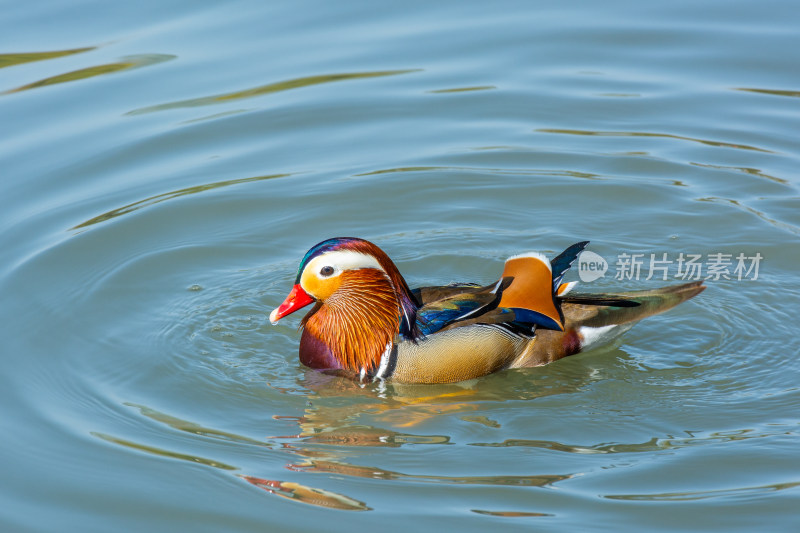 杭州西湖里的鸳鸯