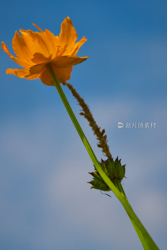 夏天的花草