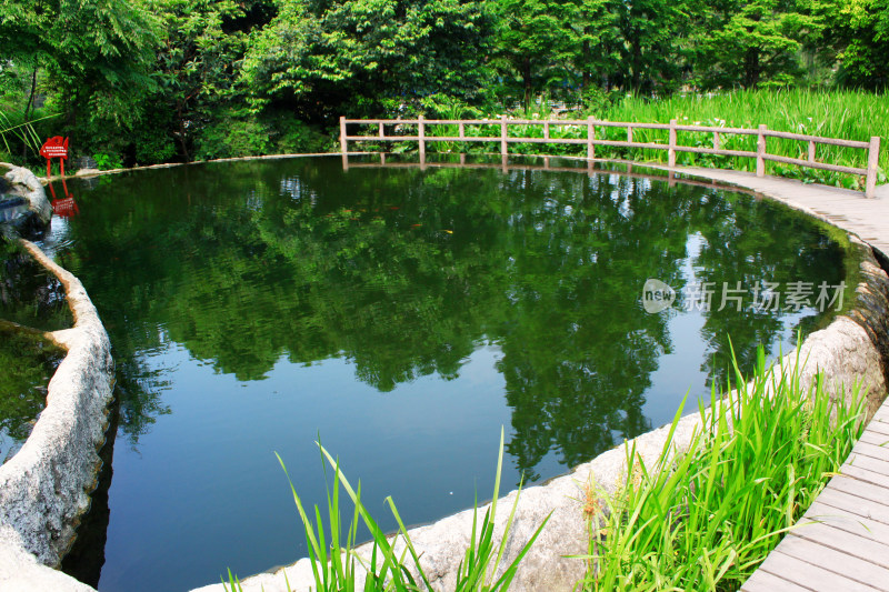 水循环池塘植物