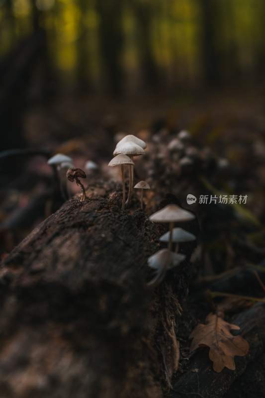 野生菌野生菌蘑菇生长环境菌类山菌