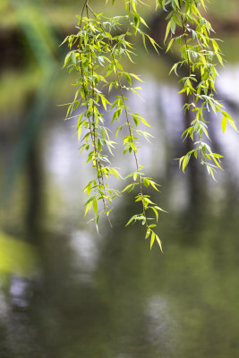 下雨天湖边挂着雨滴的柳条垂柳