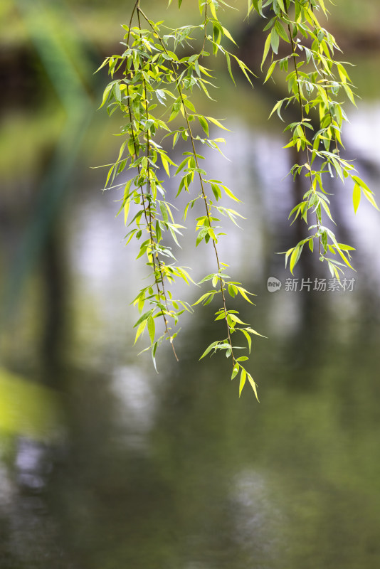 下雨天湖边挂着雨滴的柳条垂柳