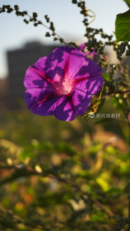 牵牛花特写全景合集