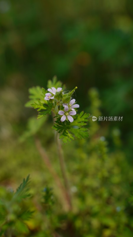 野花植物素材——老颧草